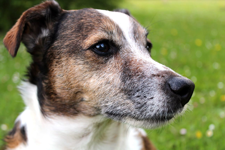 Tierphysio für Hunde und Pferde in Straubing