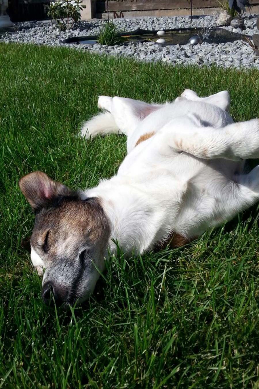 Osteopathie für Hunde