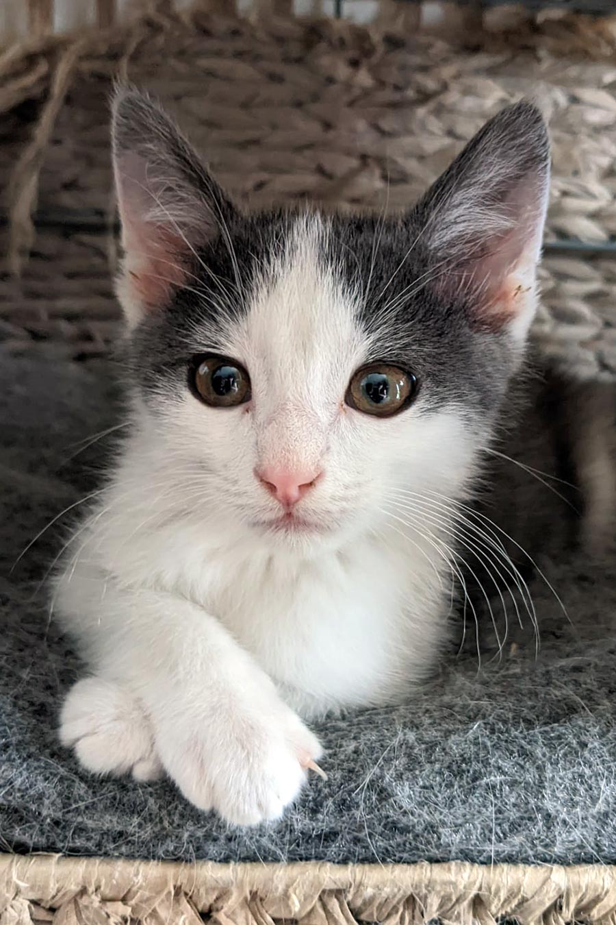 Physiotherapie für Katzen