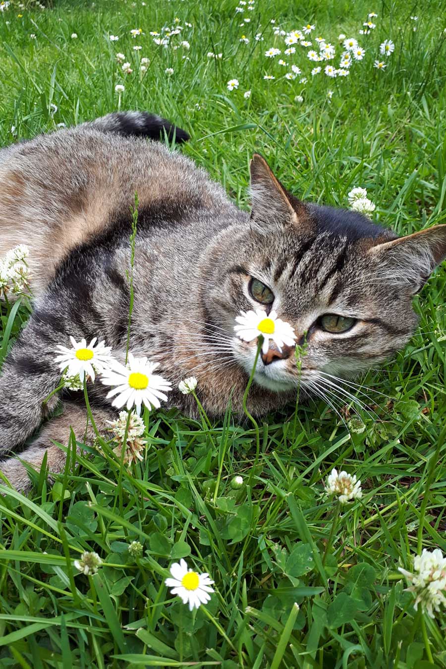 Physiotherapie bei Katzen