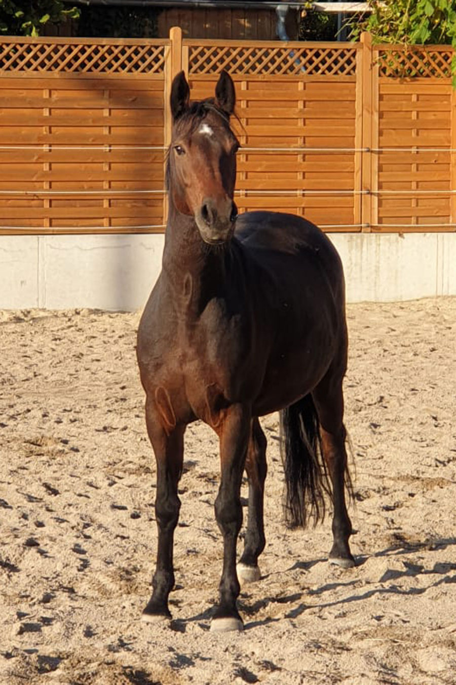 Physiotherapie für Pferde