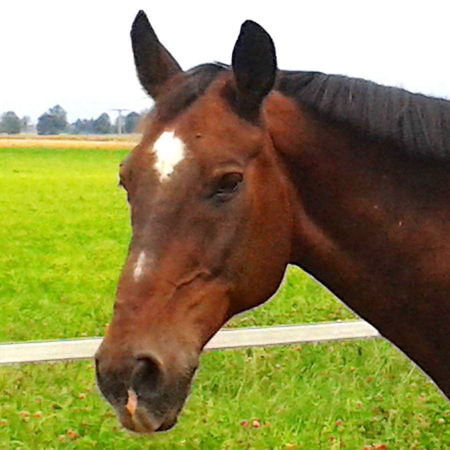 Physiotherapie für Pferde