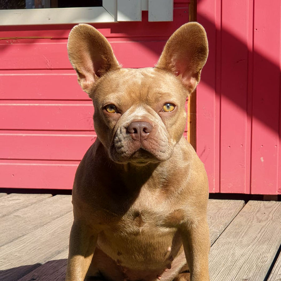 Physiotherapie für Hunde